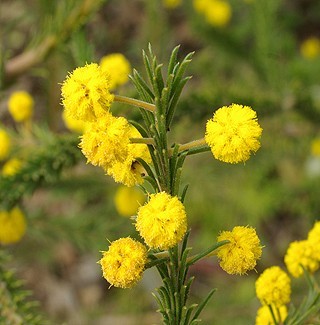 Acacia gordonii