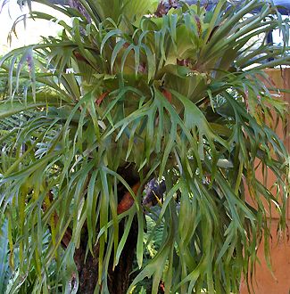 Platycerium bifurcatum