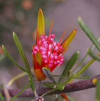 Lambertia formosa