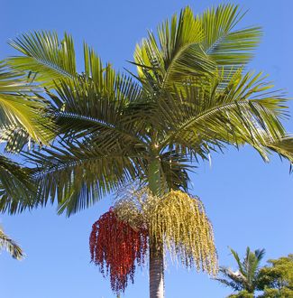 Archontophoenix alexandrae