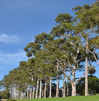 Corymbia citriodora